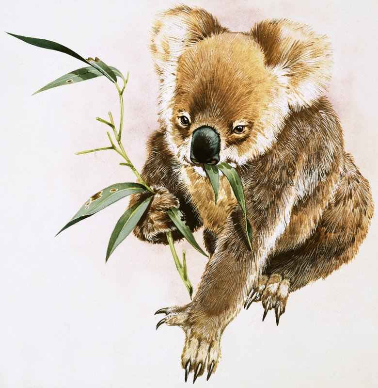 Koala od English School