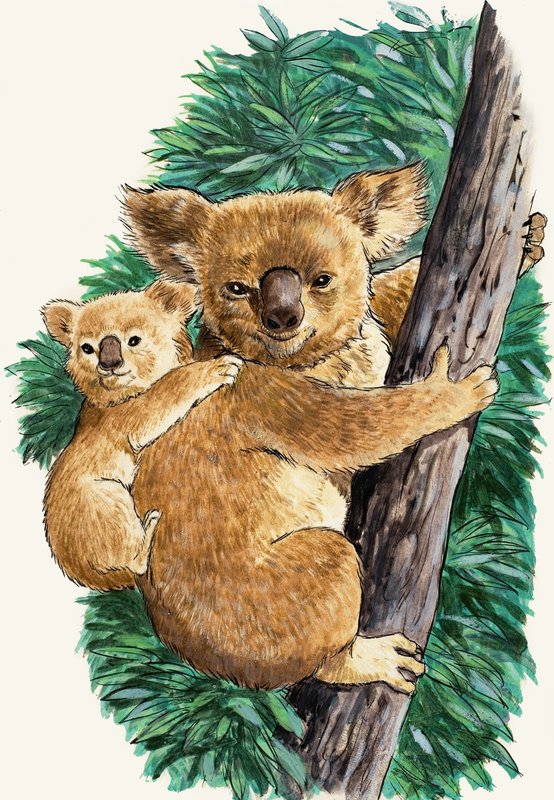 Medvěd koala a dítě od English School