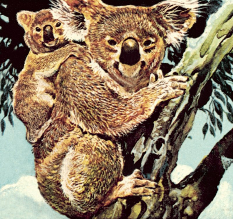 Medvídek koala od English School