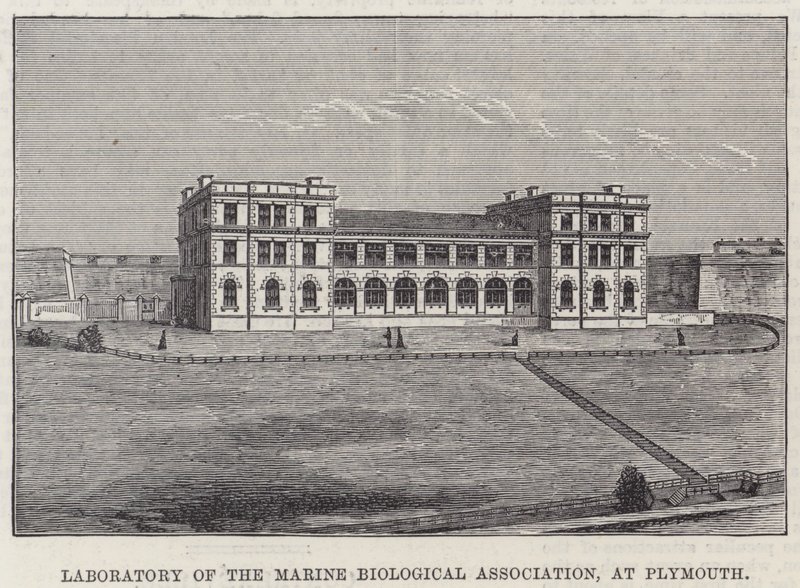 Závěsný od English School