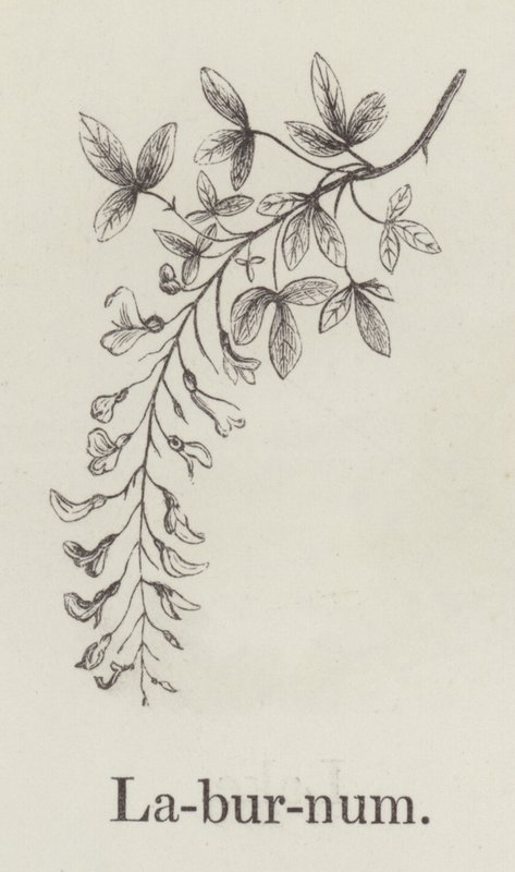Laburnum (rytina) od English School