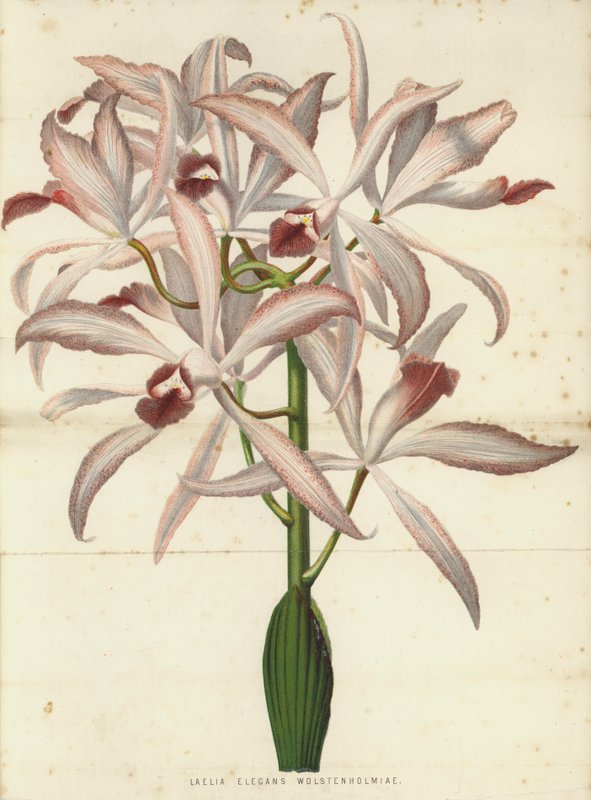 Laelia Elegans Wolstenholmiae od English School
