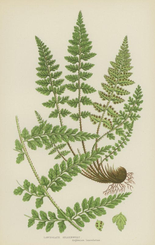 Slezina kopinatá (barevná litografie) od English School