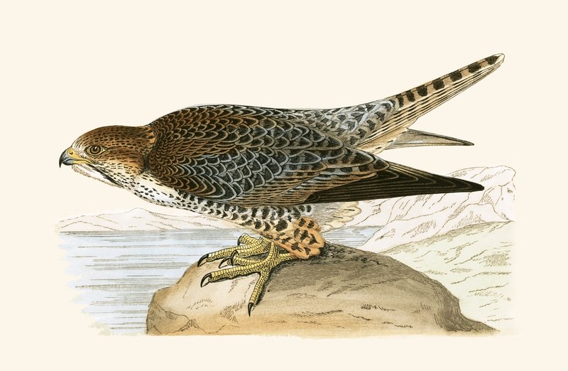 Lanner Falcon, ilustrace z „Historie ptáků Evropy nepozorovaných na Britských ostrovech“ od Charlese Roberta Bree (1811-86), vydáno 1867 od English School