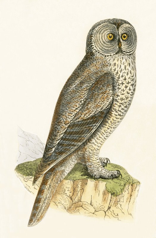 Lap Owl, ilustrace z „Historie ptáků Evropy nepozorovaných na Britských ostrovech“ od Charlese Roberta Bree (1811-86), vydáno 1867 od English School