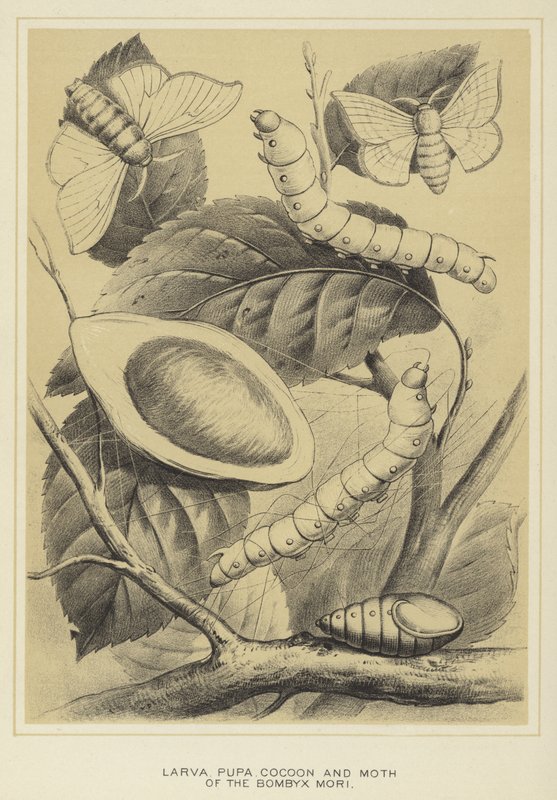 Larva, Pupa, Cocoon a Moth of the Bombyx mori od English School