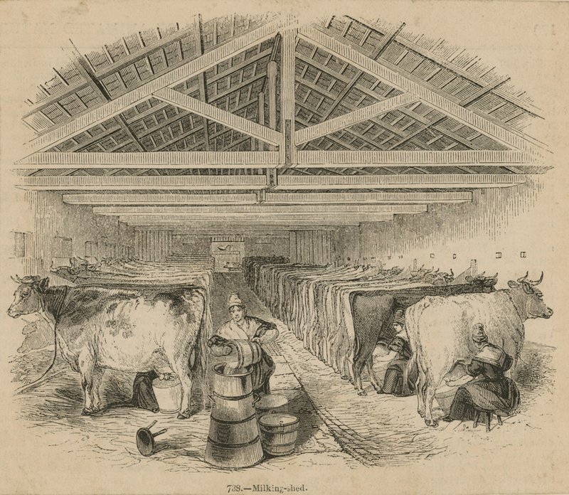 Laycocks Dairy Farm, z července 1841 od English School