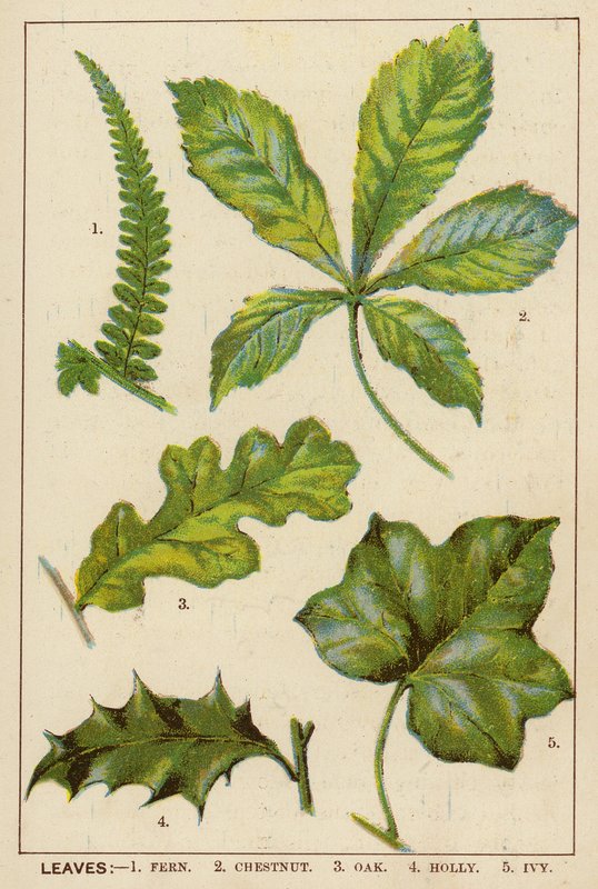 Listy (barevná litografie) od English School
