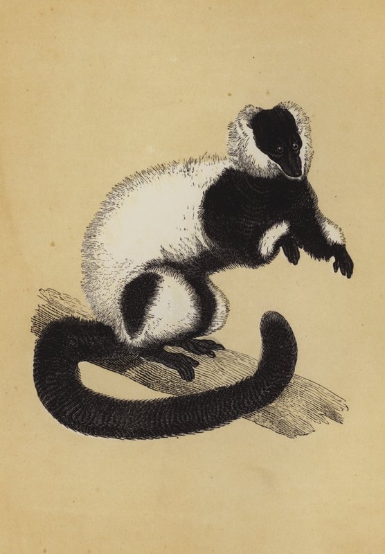 Lemur (barevná litografie) od English School