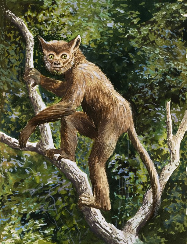 Lemur od English School