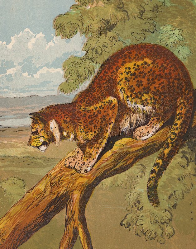 Leopard (barevná litografie) od English School