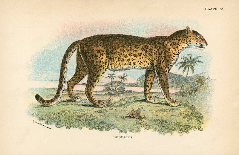 Leopardí od English School