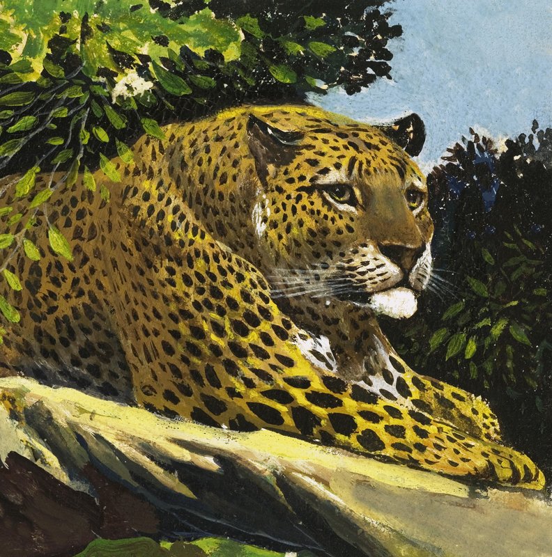 Leopardí od English School