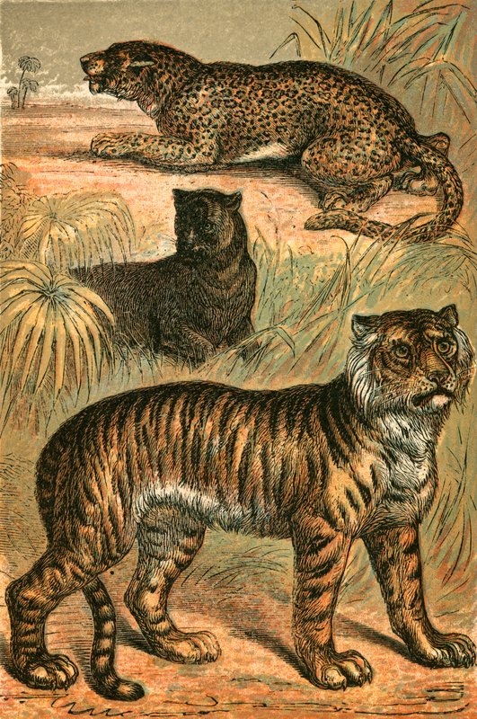 Leopard, Black Panther a Tygr od English School