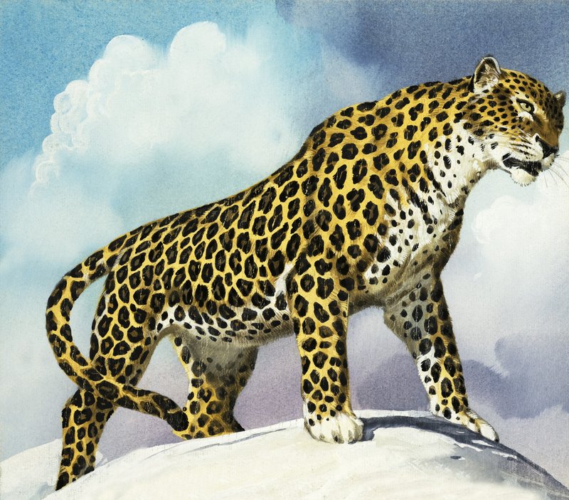Leopard ve sněhu od English School