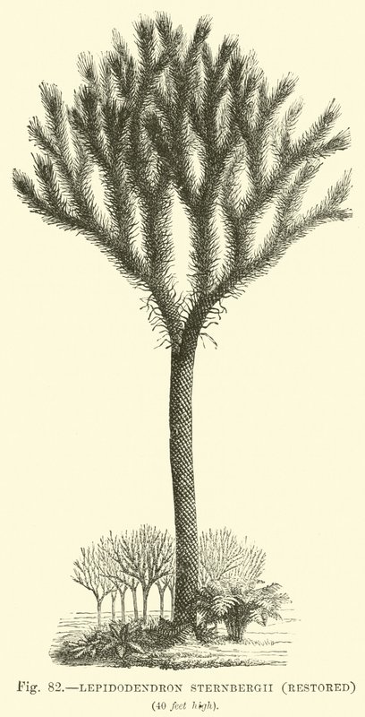 Lepidodendron Sternbergh, obnoven od English School