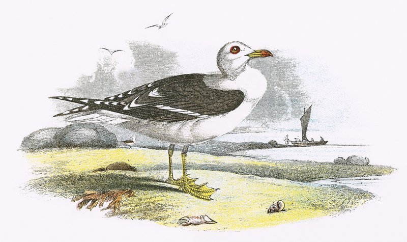 Lesser Black backed racek od English School