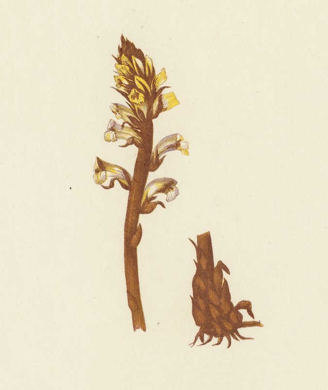 Řepík lékařský, Orobanche Minor (barevná litografie) od English School