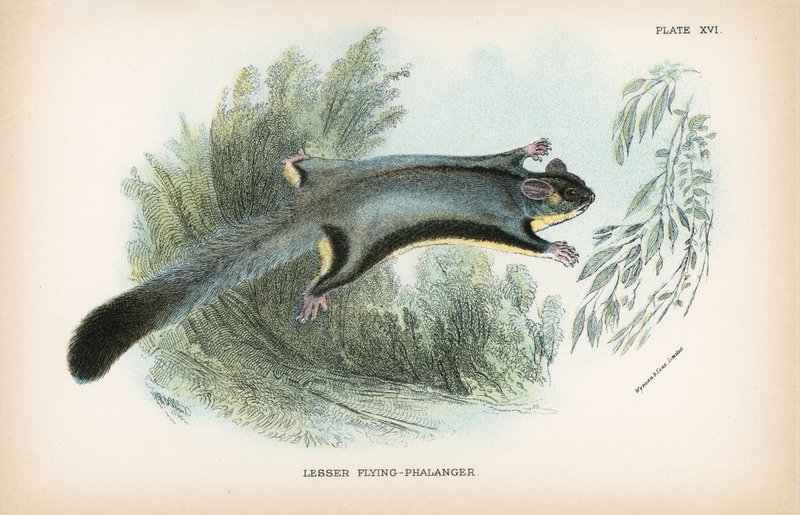 Lesser Flying-Phalanger od English School