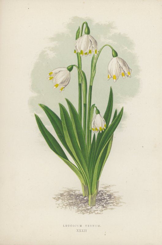 Leucojum Vernum (barva lito) od English School