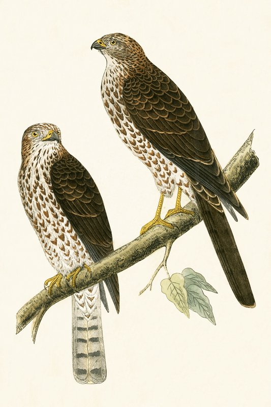 Levant Sparrow Hawk, ilustrace z „Historie ptáků Evropy nepozorovaných na Britských ostrovech“ od Charlese Roberta Bree (1811-86), vydáno 1867 od English School