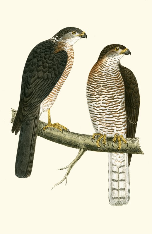 Levant Sparrow Hawk, ilustrace z „Historie ptáků Evropy nepozorovaných na Britských ostrovech“ od Charlese Roberta Bree (1811-86), vydáno 1867 od English School