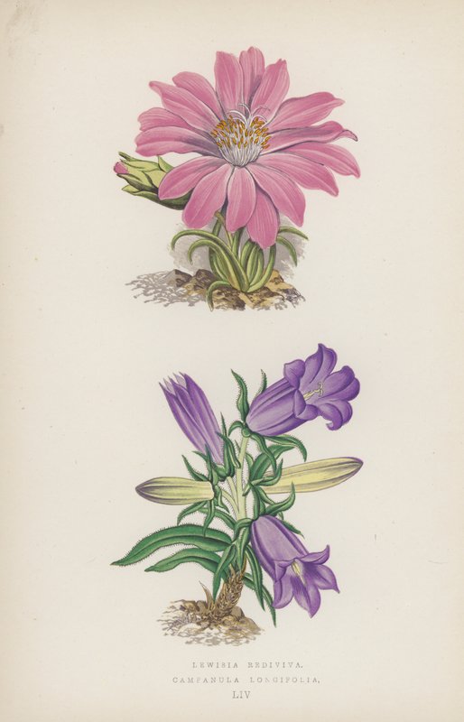 Lewisia Rediviva; Campanula Longifolia (barevná lito) od English School