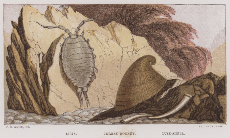 Ligia, Torbay Bonnet, Tusk-Shell (barevná litografie) od English School