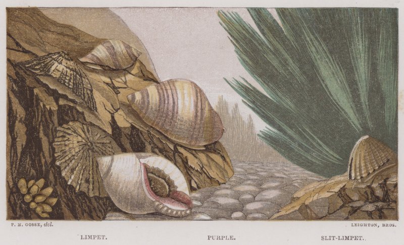 Limpet, Fialová, Slit-Limpet (barva lito) od English School