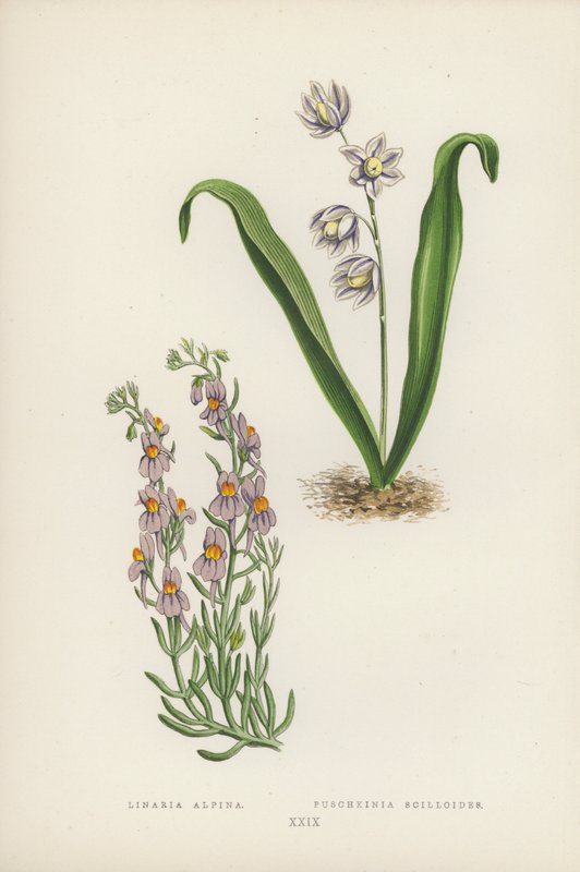 Linaria Alpina; Puschkinia Scilloides (barevné lito) od English School