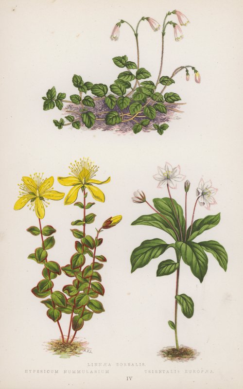 Linnaea Borealis; Hypericum Nummularium; Trientalis Europaea (barevná litografie) od English School