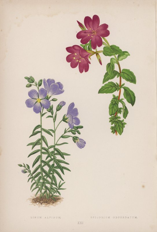 Linum alpinum; Epilobium obcordatum (barevná litografie) od English School