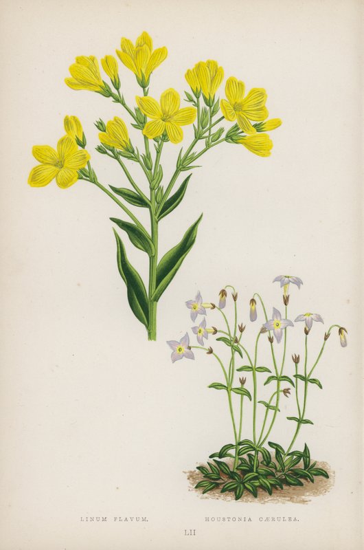 Žlutý len; Houstonská modrá (barva litho) od English School