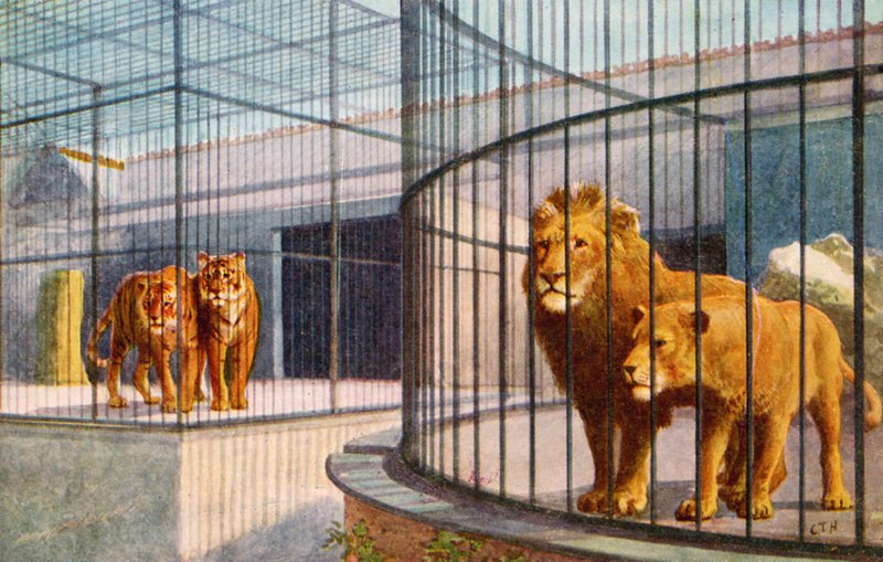 Lvi a tygři v zoo (barevné lito) od English School