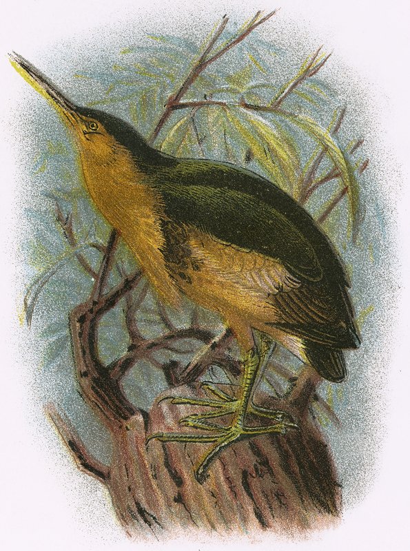Malý Bittern od English School