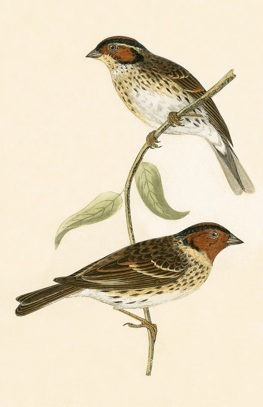 Strnad, ilustrace z knihy „Historie ptáků Evropy, která nebyla pozorována na Britských ostrovech“ od Charlese Roberta Bree (1811-86), vydáno 1867 od English School