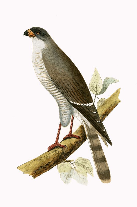 Little Red Billed Hawk, ilustrace z „Historie ptáků Evropy nepozorovaných na Britských ostrovech“ od Charlese Roberta Bree (1811-86), vydáno 1867 od English School