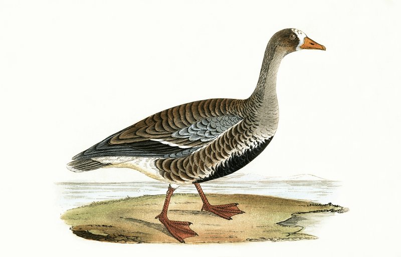 Little White Fronted Goose, ilustrace z „Historie ptáků Evropy, která nebyla pozorována na Britských ostrovech“ od Charlese Roberta Bree (1811-86), vydáno 1867 od English School