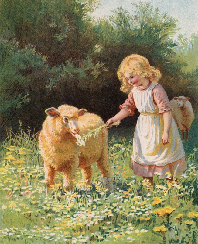 Holčička krmí květinu ovci na louce (chromolitho) od English School