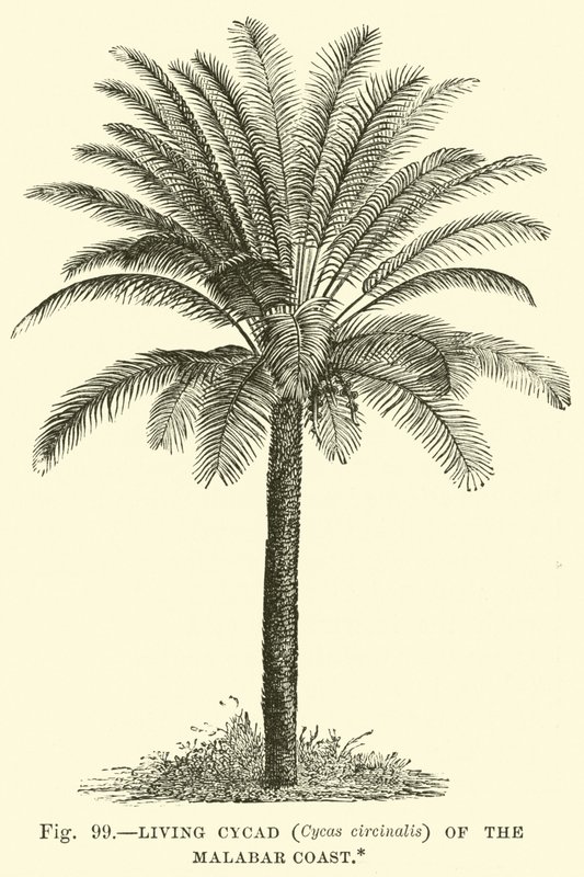 Žijící cykas (Cycas circinalis) z Malabarského pobřeží od English School