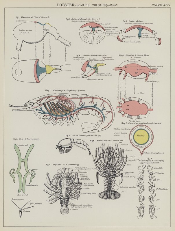 Humr, Homarus Vulgaris (barva lito) od English School