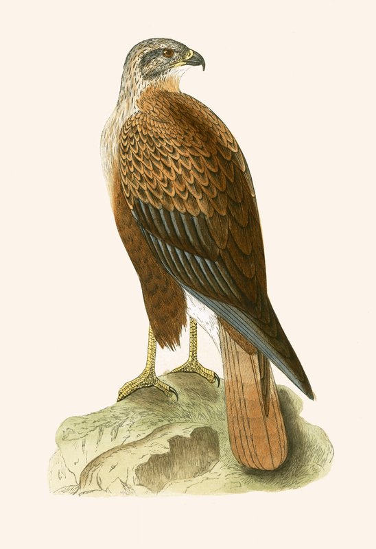 Dlouhonohé káně, ilustrace z „Historie ptáků Evropy nepozorovaných na Britských ostrovech“ od Charlese Roberta Bree (1811-86), vydáno 1867 (barevně lito) od English School