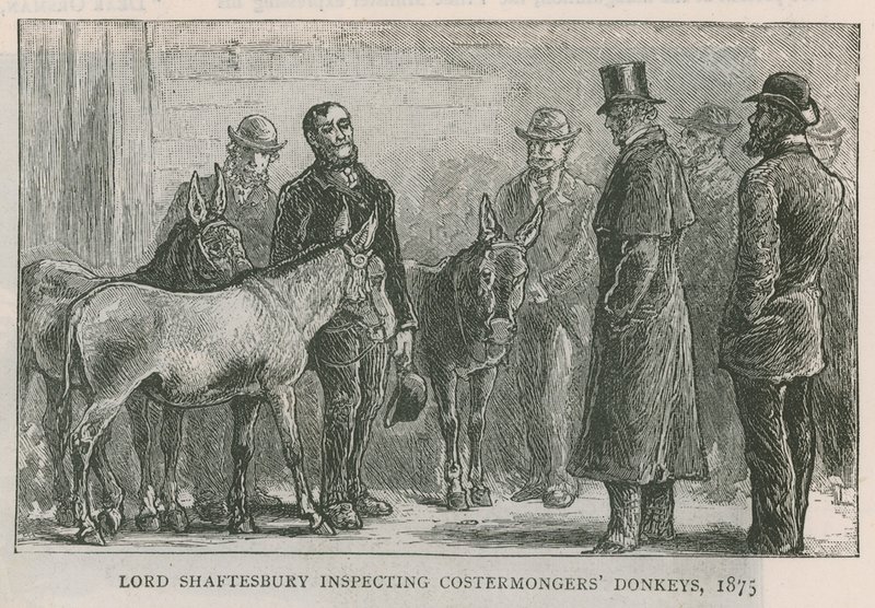 Lord Shaftesbury kontroluje costermongers osly od English School