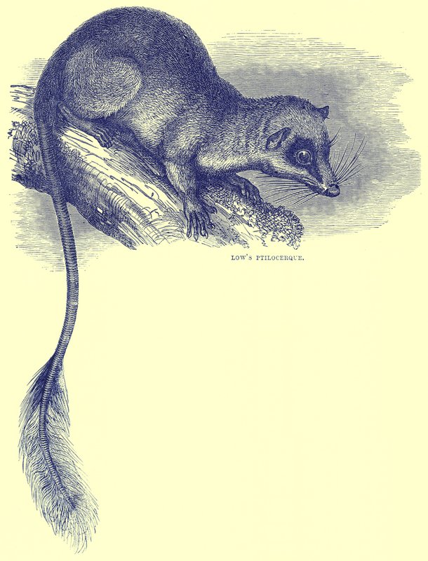 Lowes Ptilocercus, ilustrace z Cassells Natural History od English School