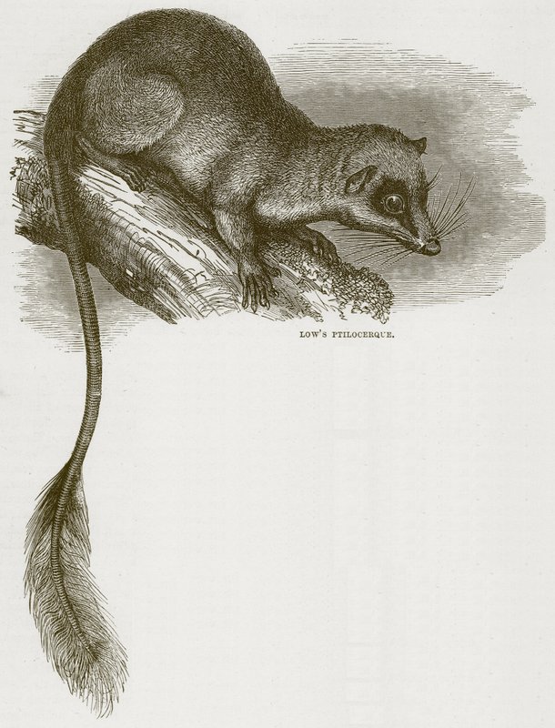 Lowes Ptilocercus, ilustrace z Cassells Natural History od English School