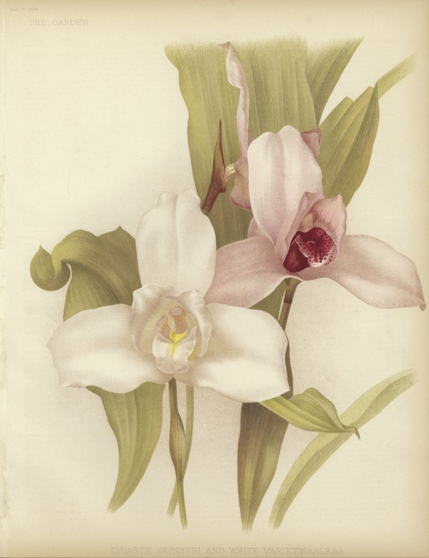 Lycaste skinneri a bílá odrůda od English School