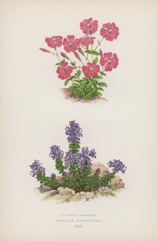 Lychnis Lagascae; Veronica Nummularia (barevné lito) od English School