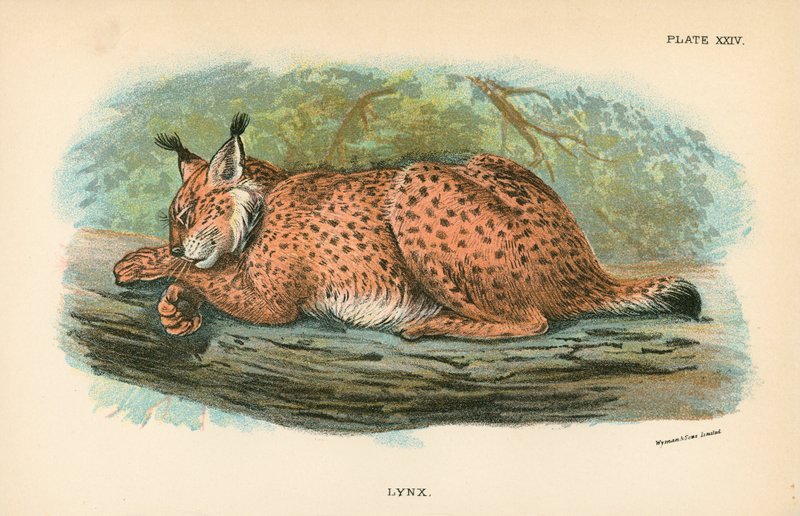 Lynx od English School