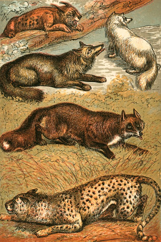 Lynx, Cross Fox, Arctic Fox, Common Fox a Gepard od English School
