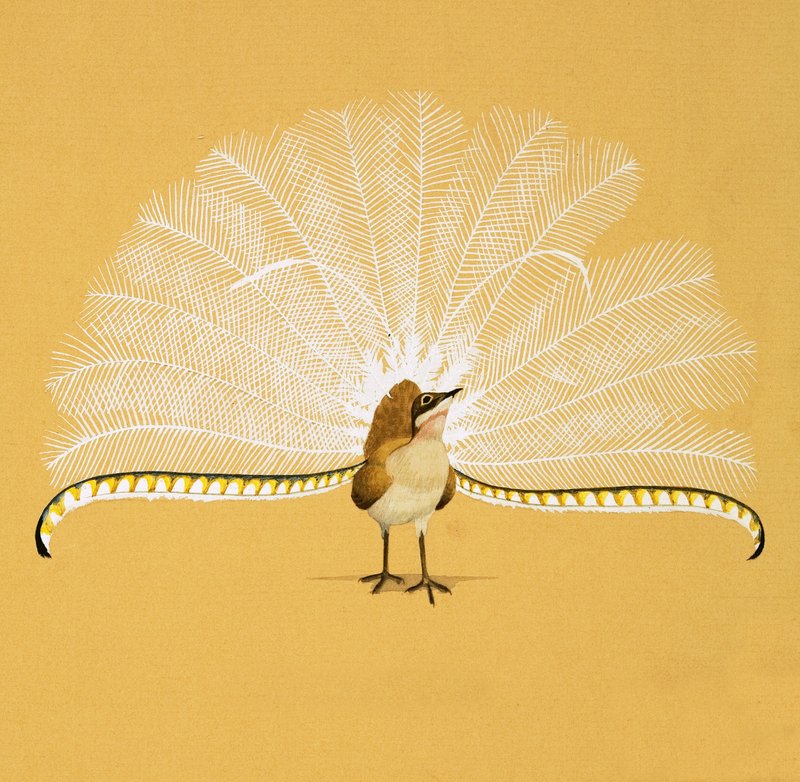 Lyra Bird od English School